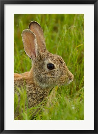 Framed Side Portrait Of A Cottontail Rabbit Print