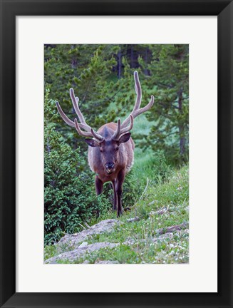 Framed Bull Elk In The Rocky Mountain National Park Forest Print