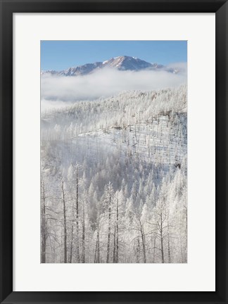 Framed Hoarfrost Coats The Trees Of Pike National Forest Print
