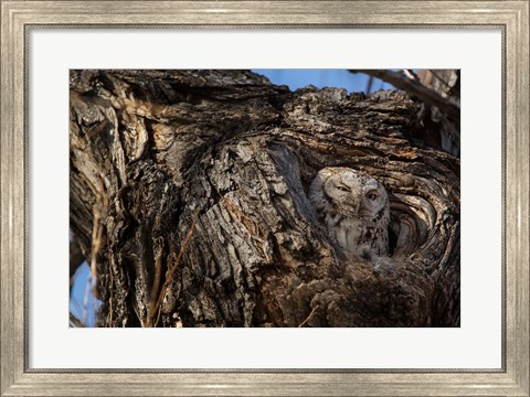 Framed Eastern Screech Owl In Its Nest Opening Print