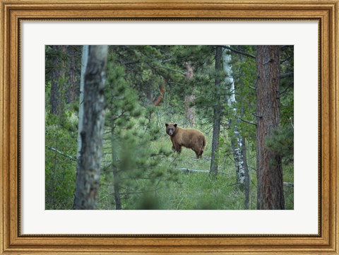 Framed Cinnamon Phase Black Bear In A Forest Print