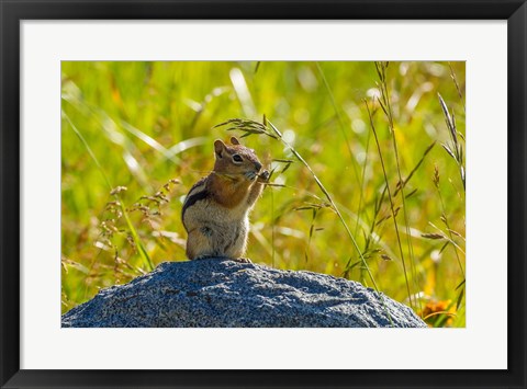 Framed Golden-Mantled Ground Squirrel Eating Grass Seeds Print