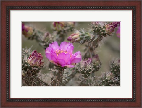 Framed Tree Cholla Cactus In Bloom Print