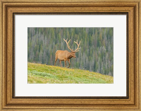 Framed Bull Elk In Velvet Walking Print