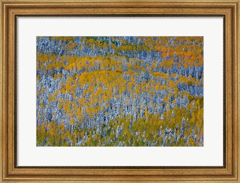 Framed Uncompahgre National Forest In Autumn Print