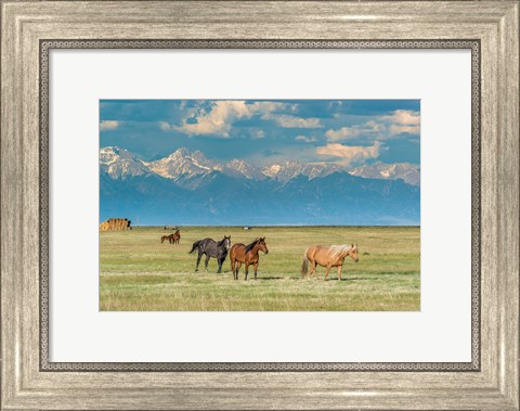 Framed Heard Of Horses In Hayfield, San Luis Valley Print