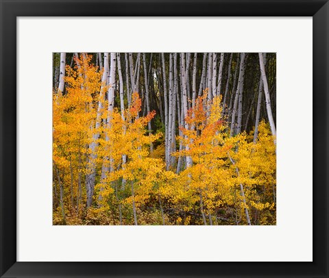 Framed Autumn Aspen Grove In The Grand Mesa National Forest Print