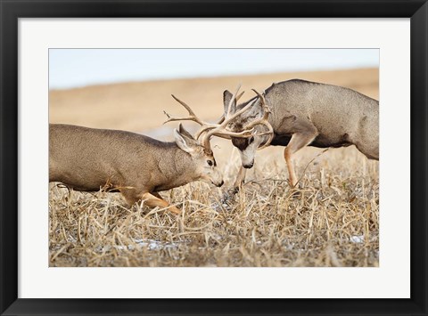 Mule Deer Bucks Fighting Art by Larry Ditto / Danita Delimont at ...
