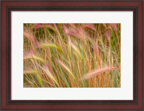 Framed Fox-Tail Barley, Routt National Forest, Colorado Print