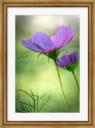 Framed Close-Up Of Purple Cosmos Flowers Print