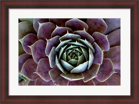 Framed Close-Up Of Hen And Chick Plant Print