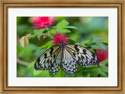 Framed Rice Paper Butterfly Print