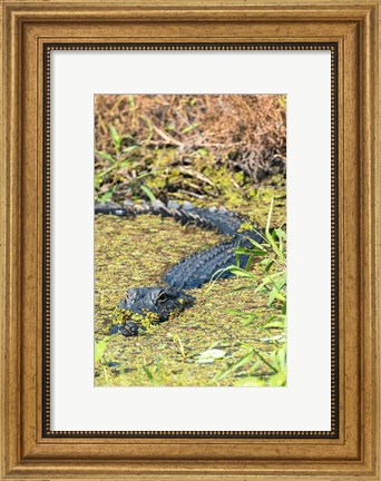 Framed Alligator In St John River Print