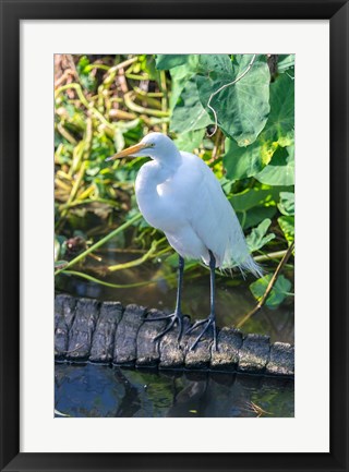 Framed Egret On An Alligator&#39;a Tail Print
