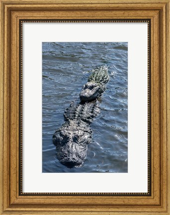 Framed Stacking Alligators Print