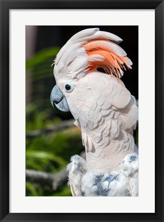 Framed Citron Cockatoo Print