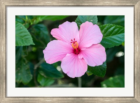 Framed Single Pink Hibiscus Print