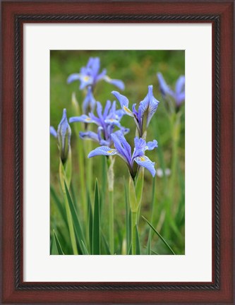 Framed Rocky Mountain Iris Print