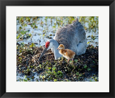 Framed Sandhill Crane Waiting On Second Egg To Hatch, Florida Print