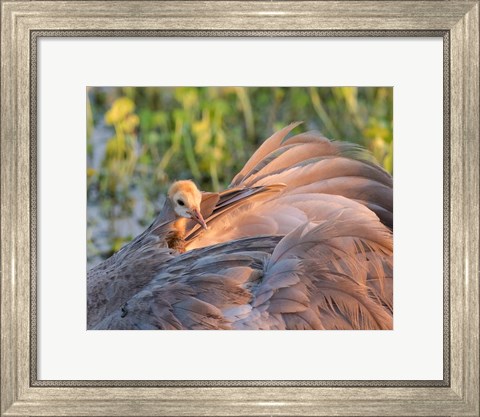 Framed Sandhill Crane On Nest With Baby On Back, Florida Print