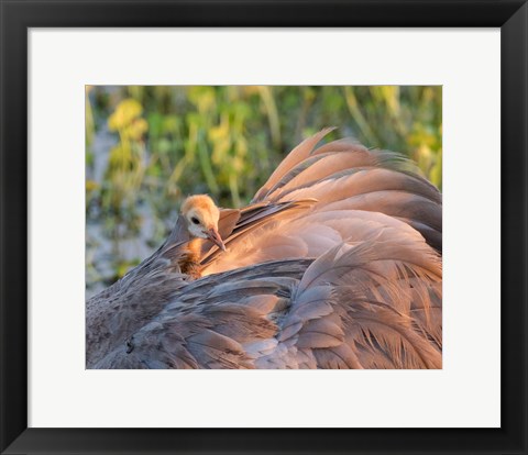 Framed Sandhill Crane On Nest With Baby On Back, Florida Print