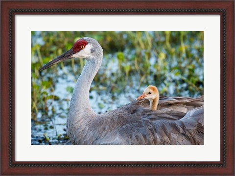 Framed Baby Sandhill Crane On Mother&#39;s Back, Florida Print