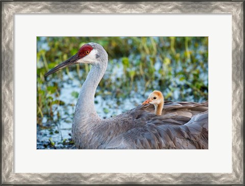 Framed Baby Sandhill Crane On Mother&#39;s Back, Florida Print