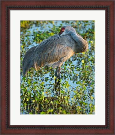 Framed Sandhill Crane Resting, Grus Canadensis, Florida Print