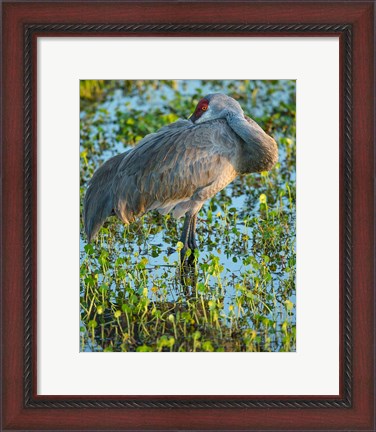 Framed Sandhill Crane Resting, Grus Canadensis, Florida Print