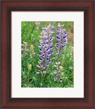 Framed Tailcup Lupine, New Mexico Print