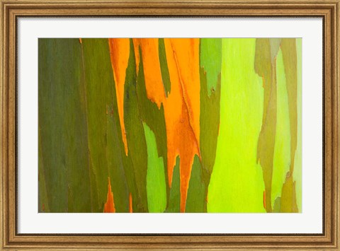 Framed Rainbow Eucalyptus Bark, Hawaii Print