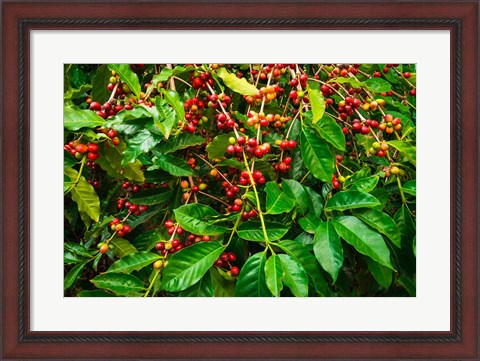 Framed Red Kona Coffee Cherries, Hawaii Print