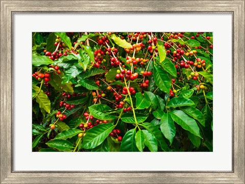 Framed Red Kona Coffee Cherries, Hawaii Print