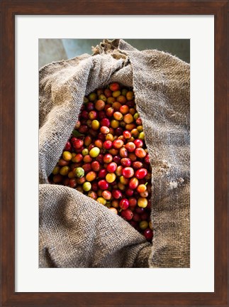Framed Harvested Coffee Cherries In A Burlap Sack, Hawaii Print