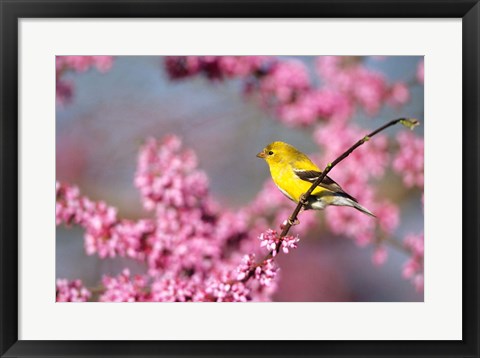 Framed American Goldfinch In Eastern Redbud, Marion, IL Print