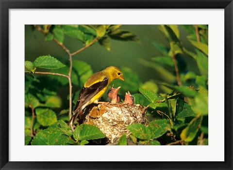 Framed American Goldfinch With Nestlings At Nest, Marion, IL Print