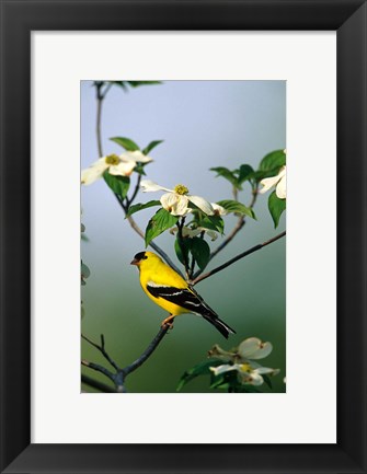 Framed American Goldfinch In A Dogwood Tree, Marion, IL Print