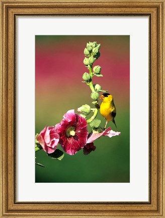 Framed American Goldfinch On Hollyhock, Marion, IL Print
