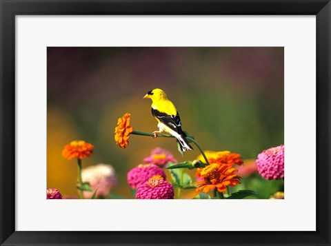 Framed American Goldfinch On Zinnias, Marion, IL Print
