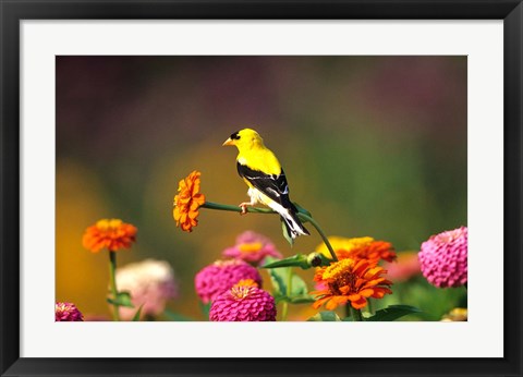 Framed American Goldfinch On Zinnias, Marion, IL Print