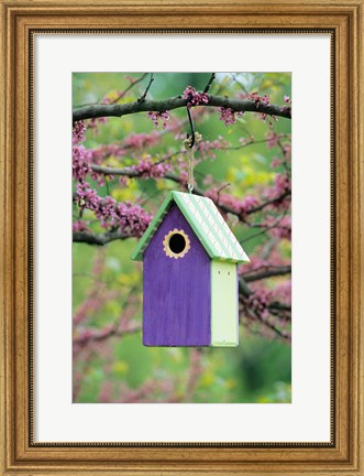 Framed Bird House In Eastern Redbud, Marion, IL Print