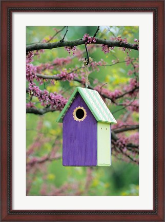 Framed Bird House In Eastern Redbud, Marion, IL Print