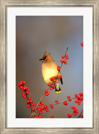 Framed Cedar Waxwing In Common Winterberry, Marion, IL Print