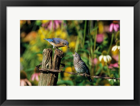 Framed Eastern Bluebird Feeding Fledgling On Fence Print