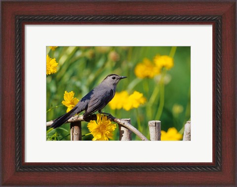 Framed Gray Catbird On A Wooden Fence, Marion, IL Print