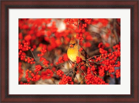 Framed Northern Cardinal In Common Winterberry Marion, IL Print
