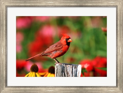Framed Northern Cardinal On A Fence Post, Marion, IL Print