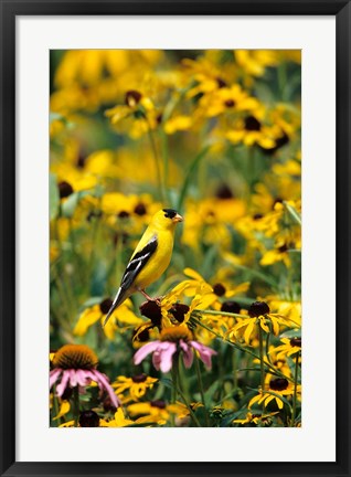Framed American Goldfinch On Black-Eyed Susans, Illinois Print
