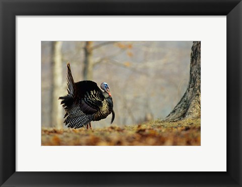 Framed Eastern Wild Turkey Strutting, Illinois Print