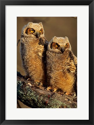 Framed Great Horned Owls, Illinois Print